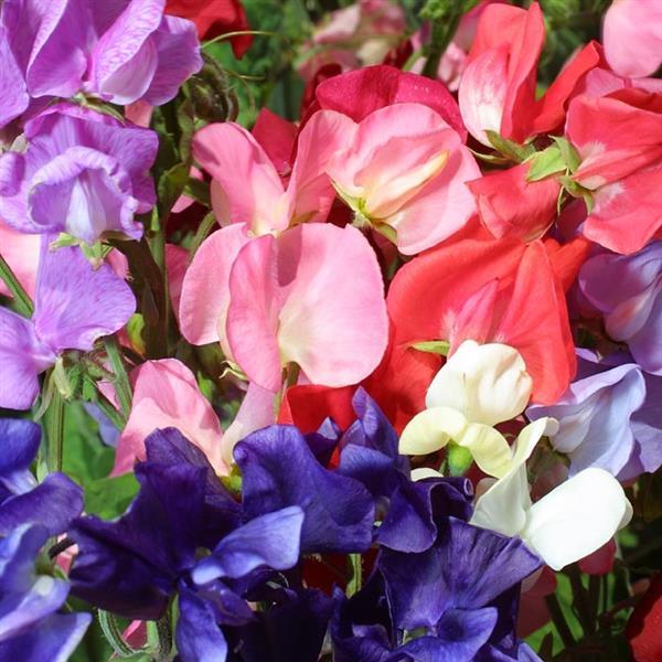 Mammoth Mix Sweet Pea