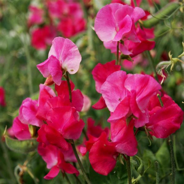 Mammoth Deep Rose Sweet Pea