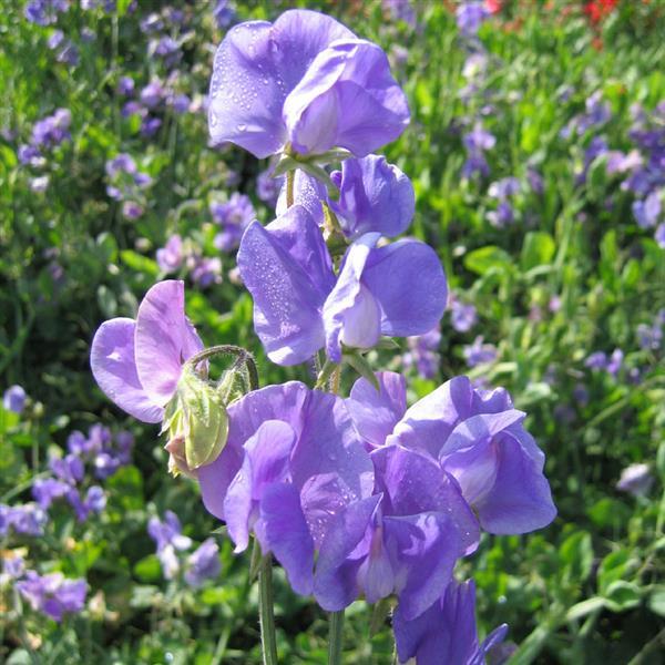 Mammoth Mid Blue Sweet Pea