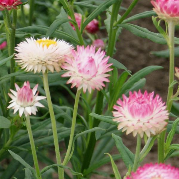 Monstrosum Silvery Rose Helichrysum - Bloom