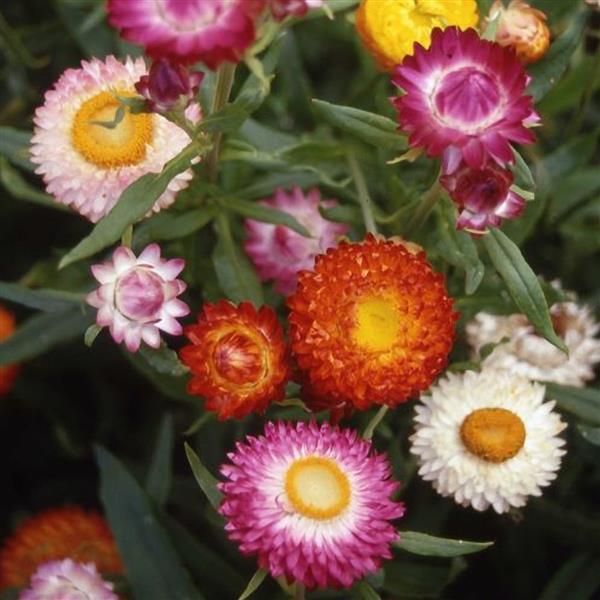 Monstrosum Tall Mix Helichrysum - Bloom