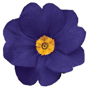 Danova Blue Primula Acaulis - Bloom