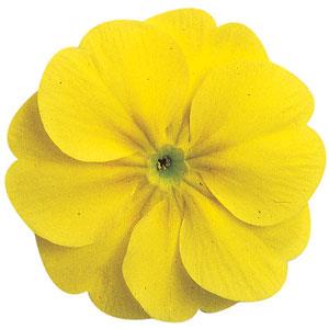 Danova Lemon Yellow Primula Acaulis - Bloom
