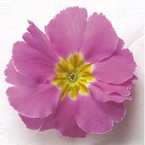 Danova Pink Primula Acaulis - Bloom