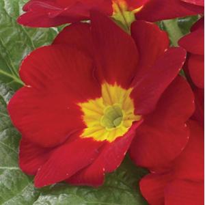 Danova Red Primula Acaulis - Bloom