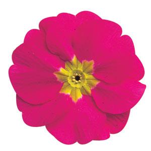 Danova Rose Primula Acaulis - Bloom