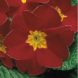 Danova Velvet Red Primula Acaulis - Bloom