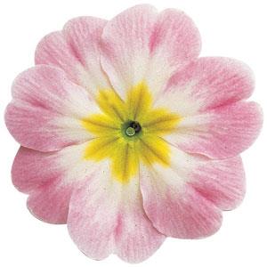 Danova Appleblossom Bicolor Primula Acaulis - Bloom