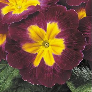 Danova Burgundy Bicolor Primula Acaulis - Bloom
