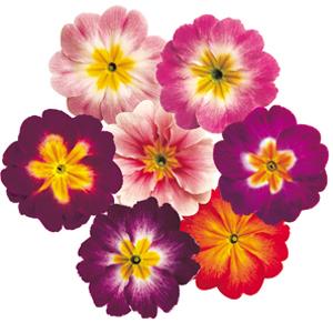 Acaulis Danova Mix Bicolor Primula