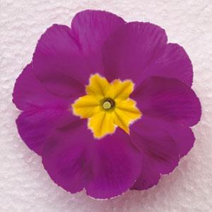 Danova Light Violet Primula Acaulis - Bloom