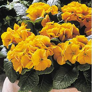Danova Orange-Yellow Primula Acaulis - Container