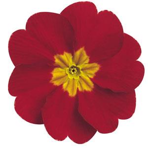 Danova Red/Rose Shades Primula Acaulis - Bloom