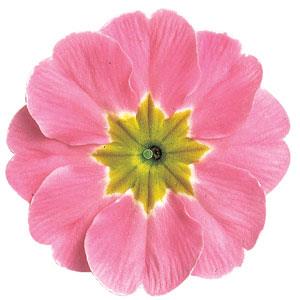 Danova Rose Lavender Shades Primula Acaulis - Bloom