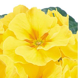 Danova Yellow With Eye Primula Acaulis - Bloom