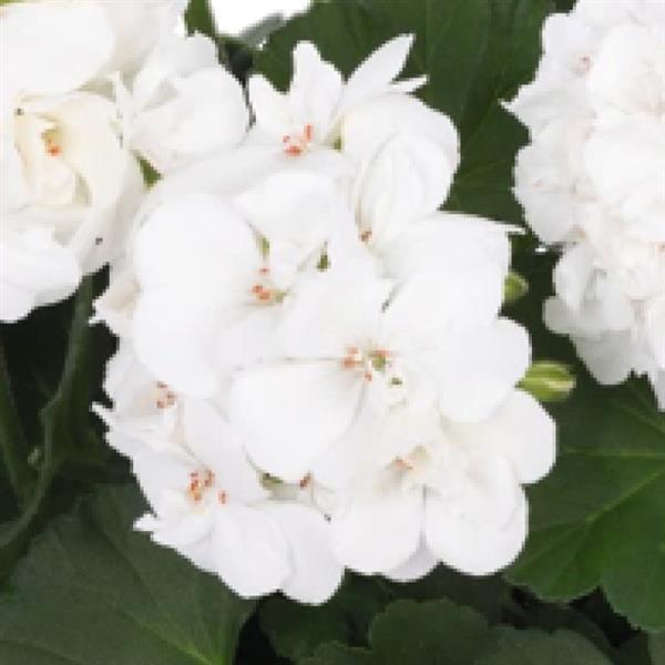 Big Eeze White Interspecific Geranium - Bloom