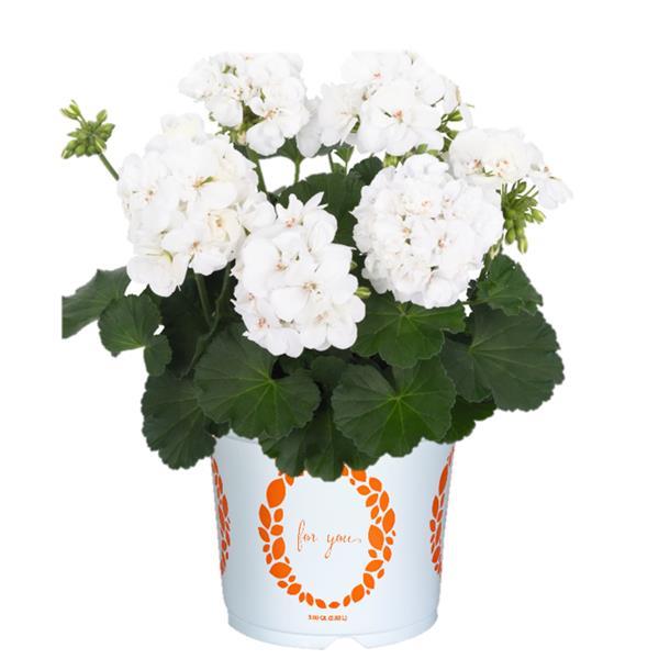 Big Eeze White Interspecific Geranium - Container