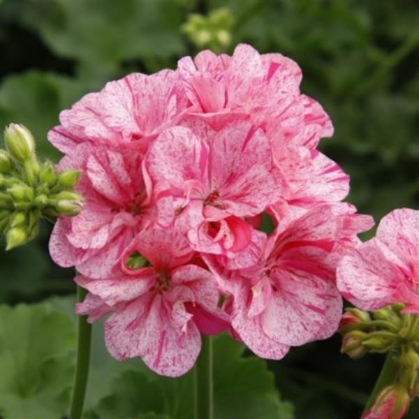 Big Eeze Pink Batik Interspecific Geranium - Bloom