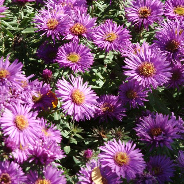 Aster novae-angliae Purple Dome - Bloom
