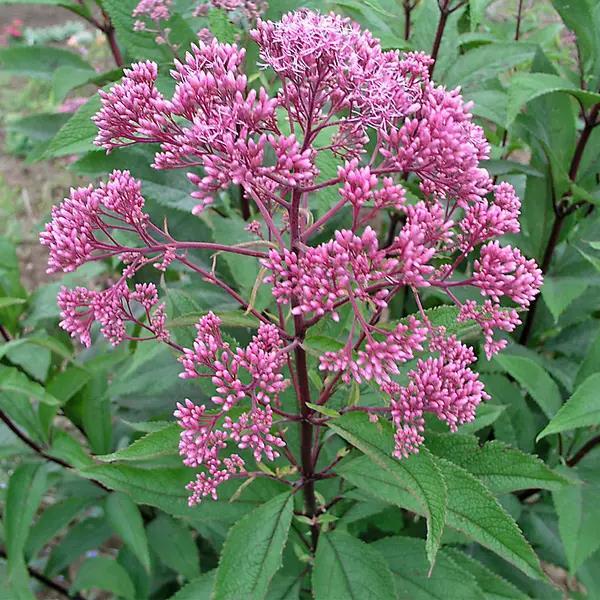 Eupatorium maculatum Gateway - Bloom