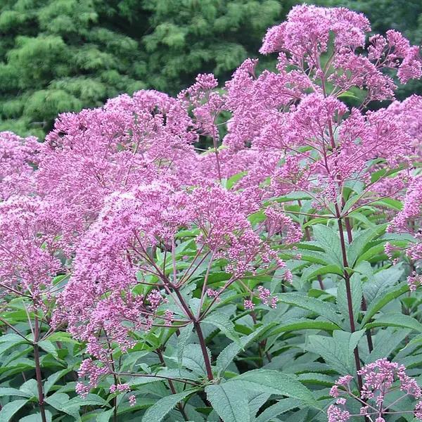 Eupatorium maculatum Gateway - Landscape