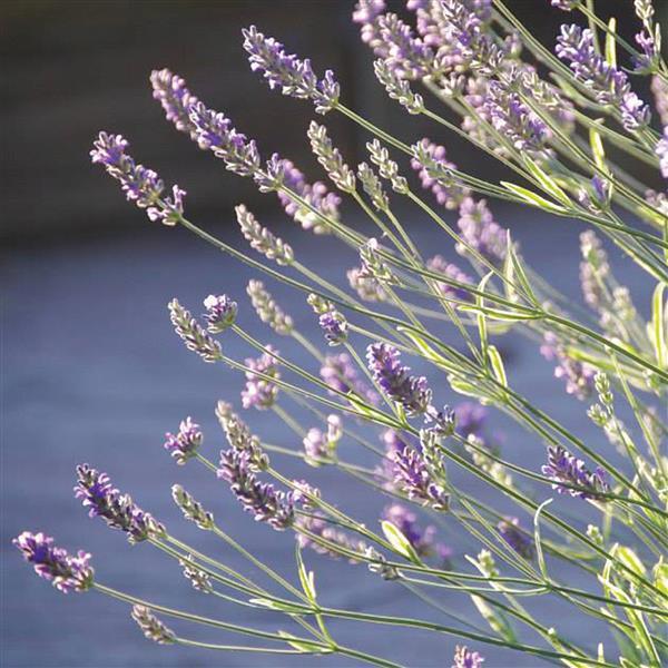 Lavandula angustifolia Platinum Blonde™ - Bloom