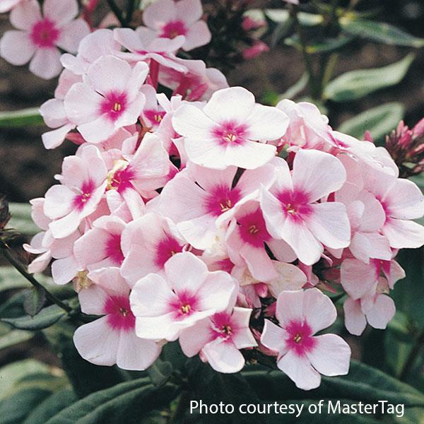 Phlox paniculata Bright Eyes - Bloom