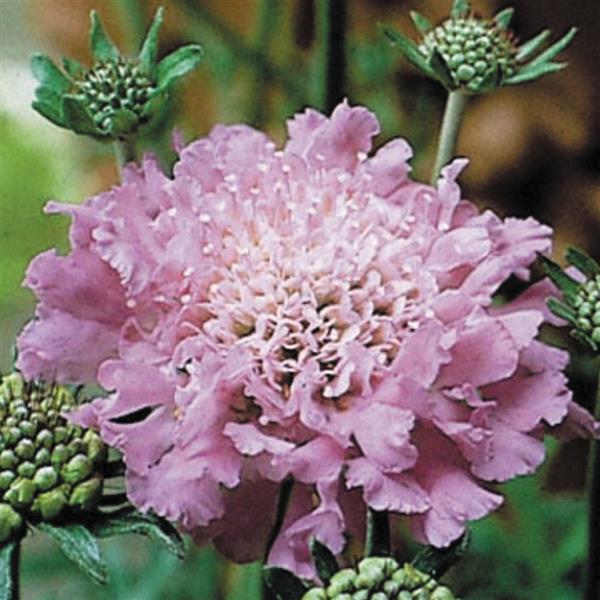 Scabiosa columbaria Pink Mist - Bloom