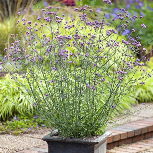 Verbena bonariensis Lollipop - Container