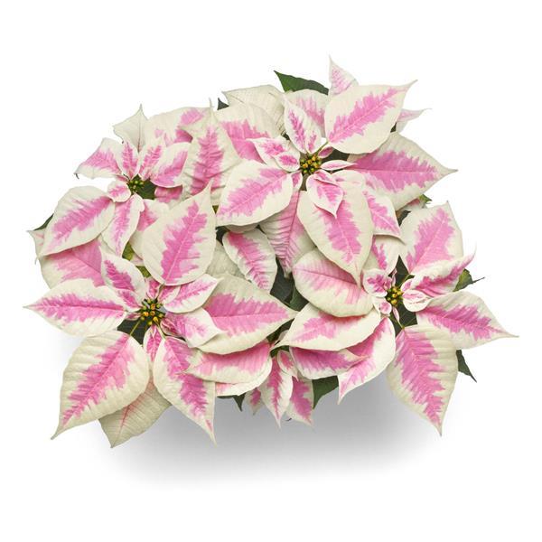 Early Elegance™ Marble Poinsettia - Bloom