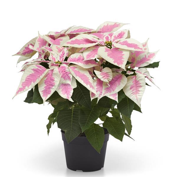 Early Elegance™ Marble Poinsettia - Container