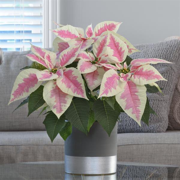 Early Elegance™ Marble Poinsettia - Displays