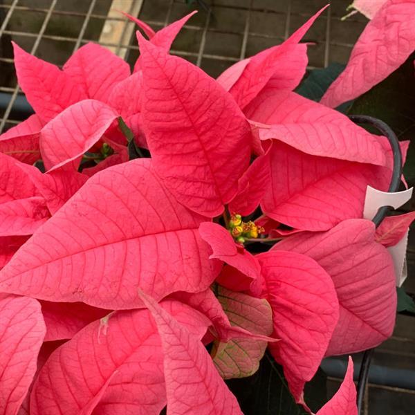 Early Elegance™ Pink Poinsettia - Bloom