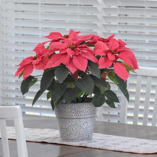 Early Elegance™ Pink Poinsettia - Container