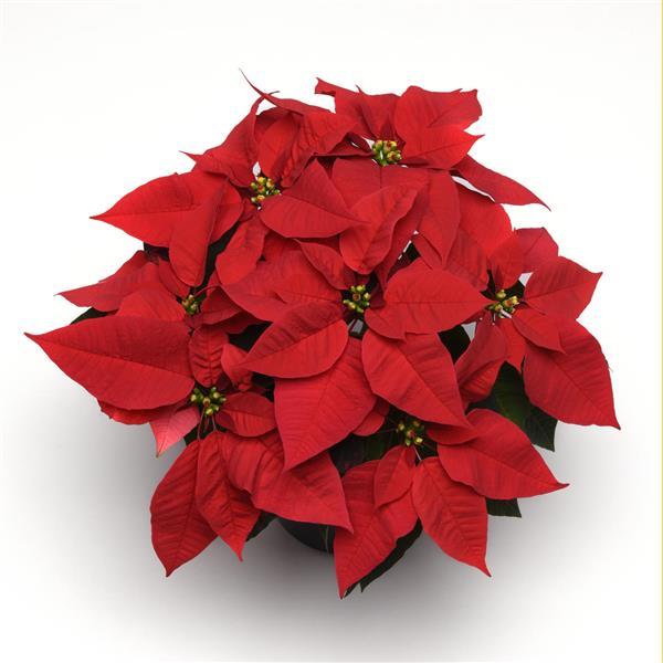 Early Elegance™ Red Poinsettia - Bloom