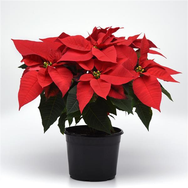 Early Elegance™ Red Poinsettia - Container