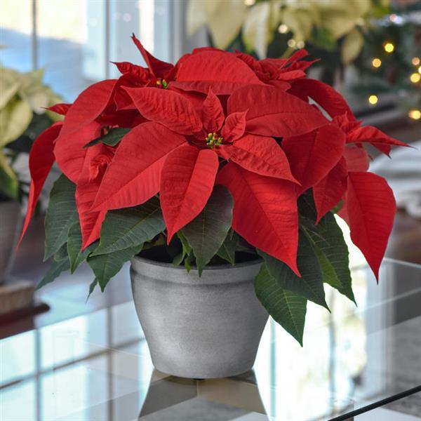 Early Elegance™ Red Poinsettia - Displays