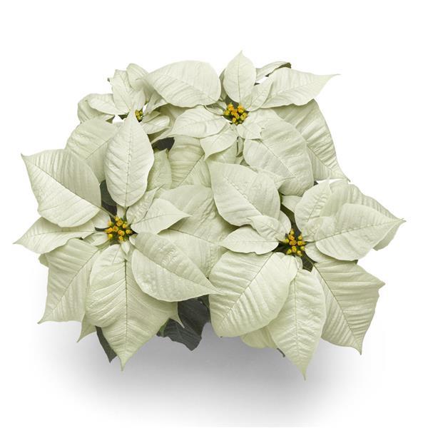 Early Elegance™ White Poinsettia - Bloom