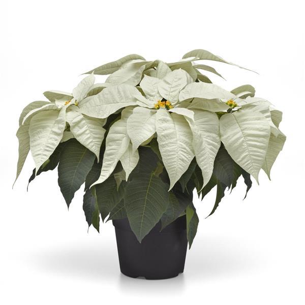 Early Elegance™ White Poinsettia - Container