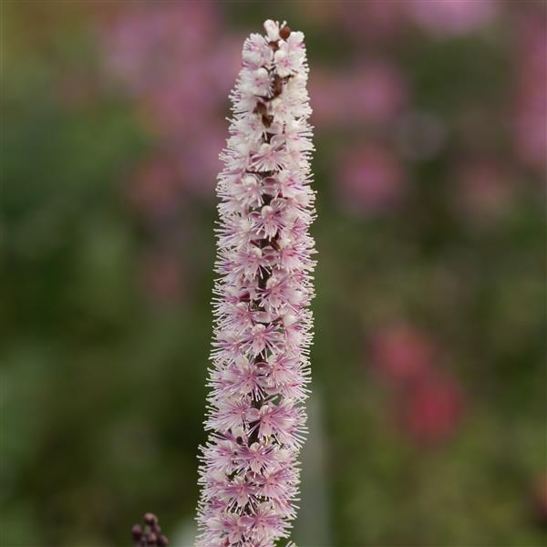 Cimicifuga ramosa Pink Spike - Bloom