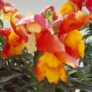 Floral Showers Apricot Bicolor Snapdragon - Bloom