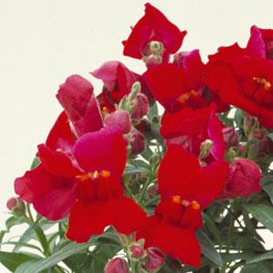 Floral Showers Crimson Snapdragon - Bloom