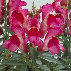 Floral Showers Fuchsia Snapdragon - Bloom