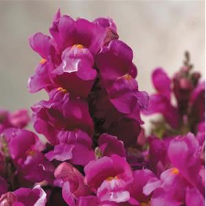 Floral Showers Lilac Snapdragon - Bloom