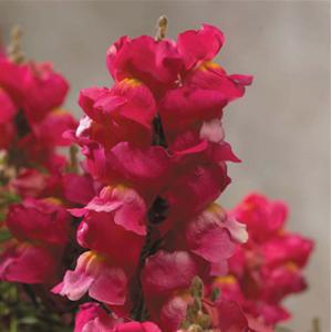 Floral Showers Rose Pink Snapdragon - Bloom