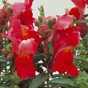 Floral Showers Scarlet Snapdragon - Bloom