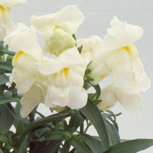 Floral Showers White Snapdragon - Bloom