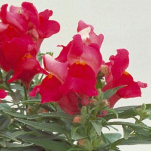 Floral Showers Deep Rose Snapdragon - Bloom