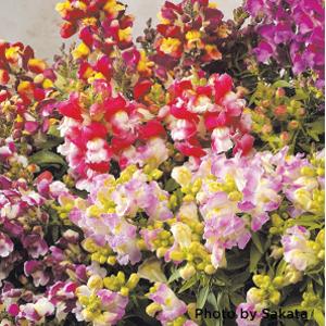Floral Showers Bicolor Mix Snapdragon - Bloom