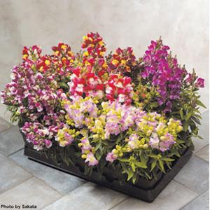 Floral Showers Bicolor Mix Snapdragon - Container